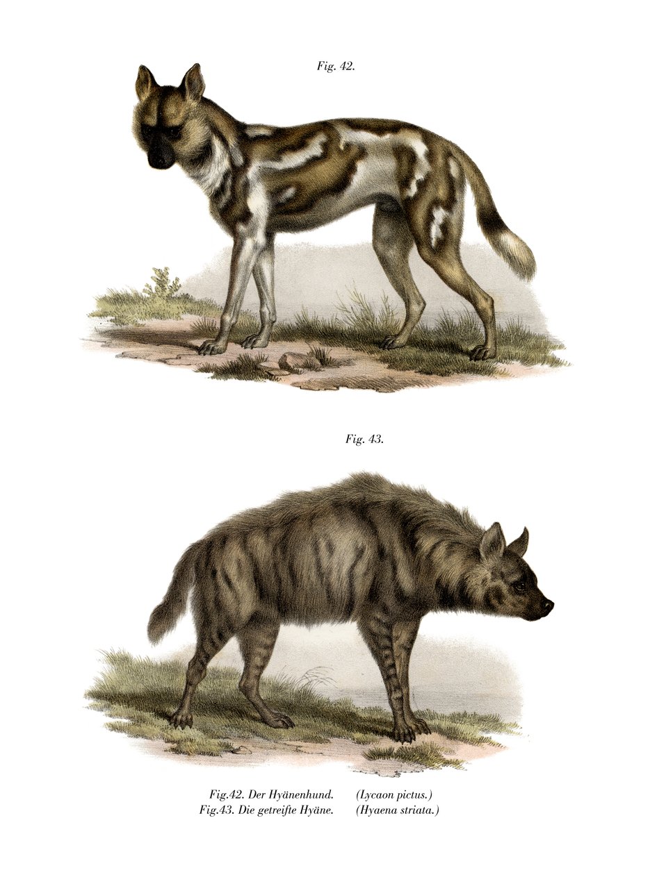 Afrykański dziki pies, 1860 autorstwa German School