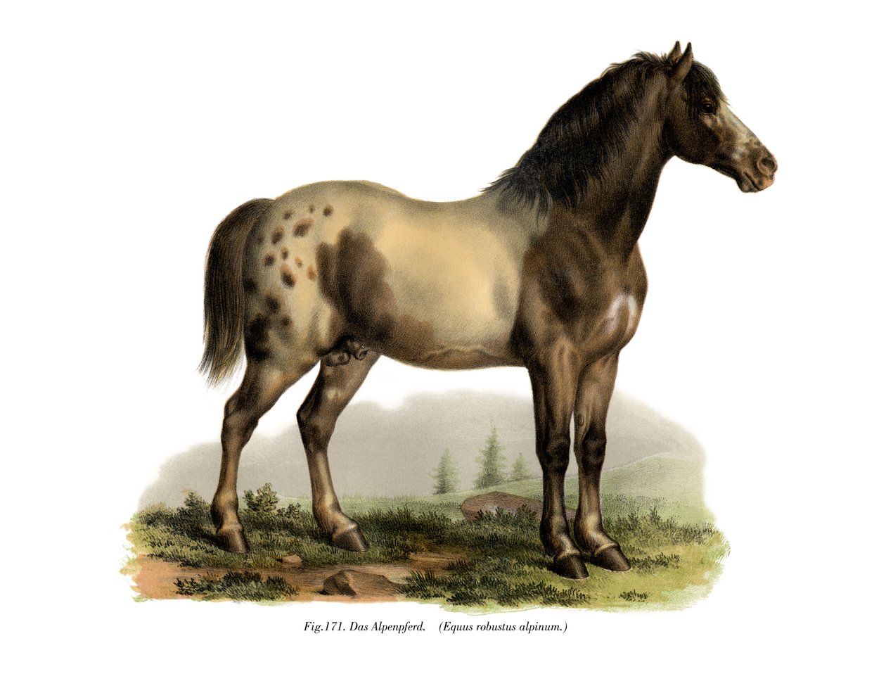 Koń alpejski, 1860 autorstwa German School
