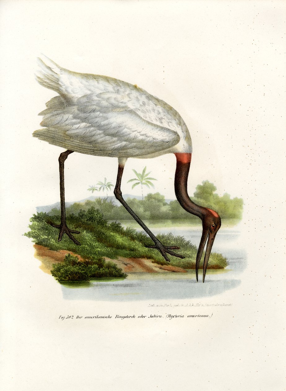 American Wood Ibis, 1864 autorstwa German School