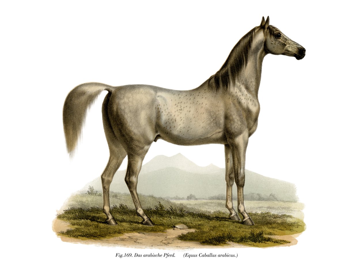 Koń Arabski, 1860 autorstwa German School