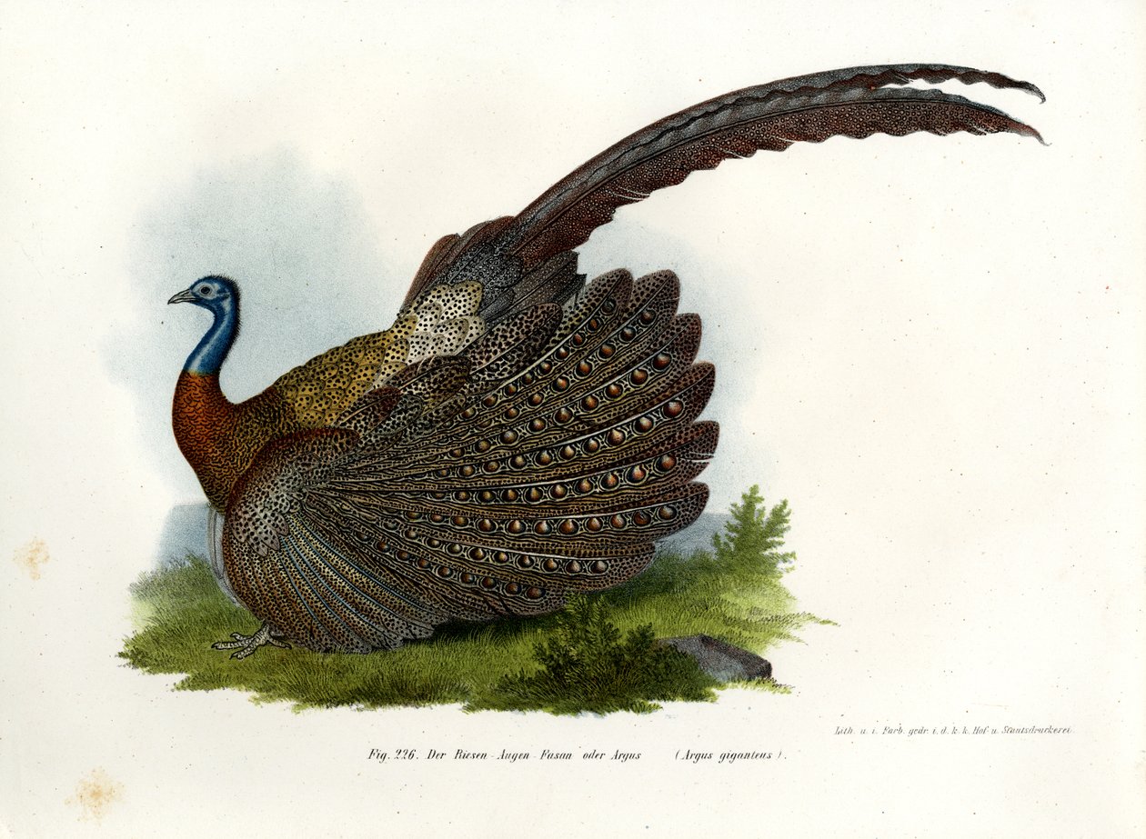Bażant Argus, 1864 autorstwa German School