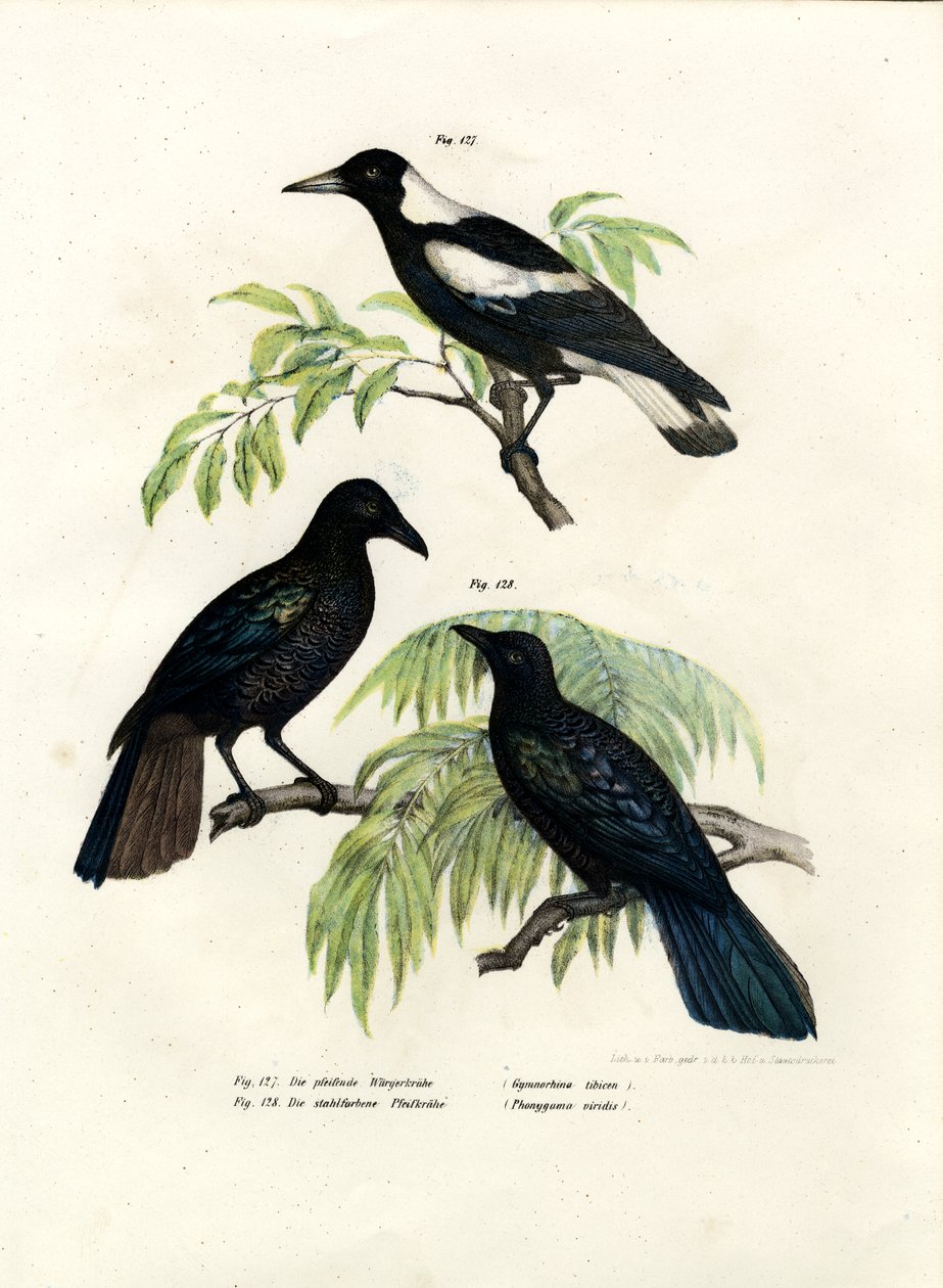 Sroka australijska, 1864 autorstwa German School