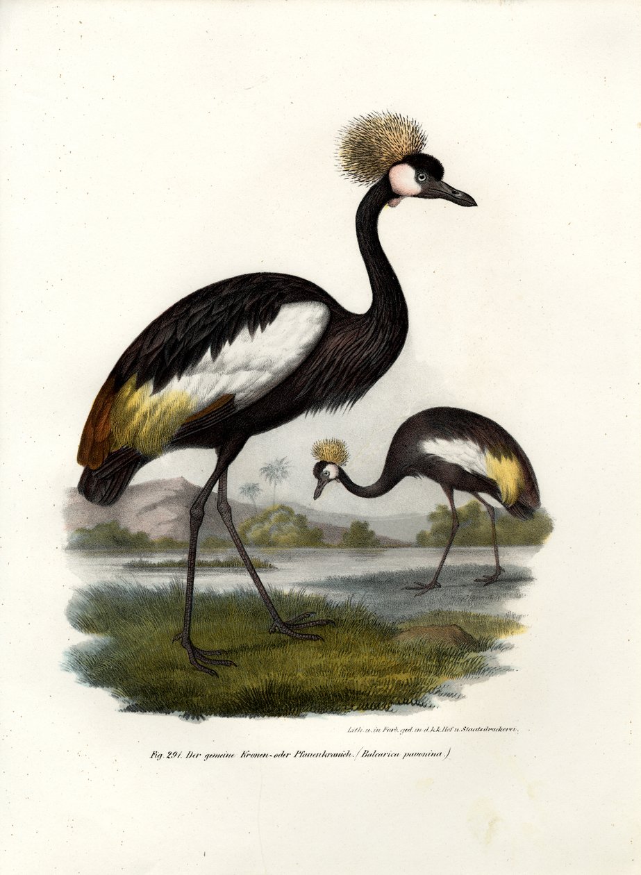 Czarny koronowany żuraw, 1864 r. autorstwa German School