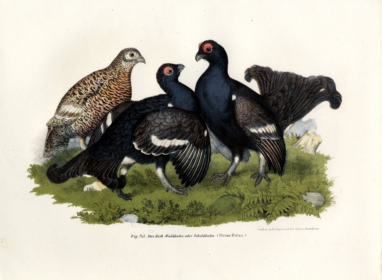 Cietrzew, 1864 autorstwa German School