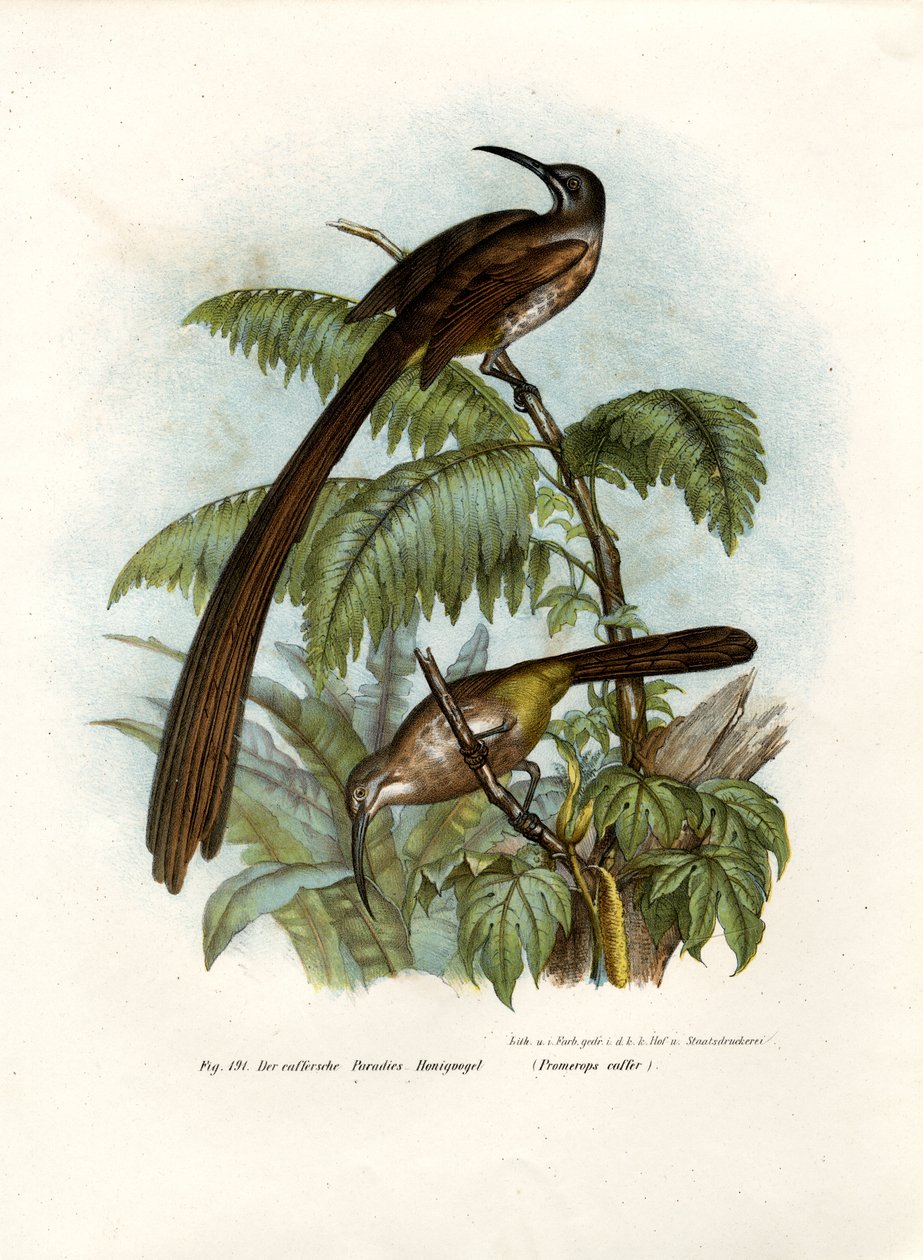 Przylądek Sugarbird, 1864 autorstwa German School