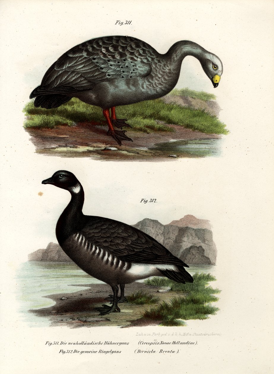 Gęś Cereopsis, 1864 autorstwa German School