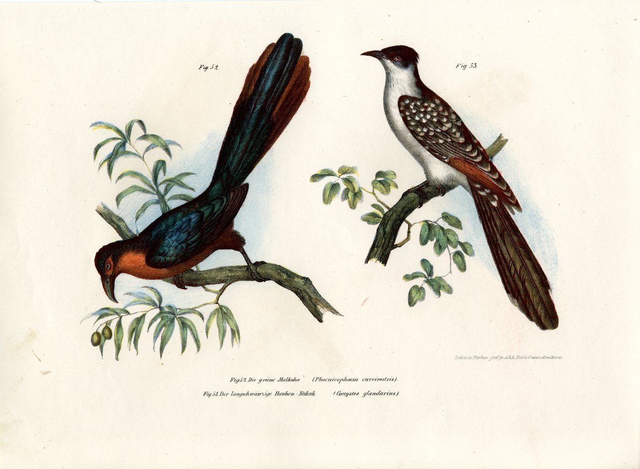 Malkoha kasztanowata, 1864 autorstwa German School
