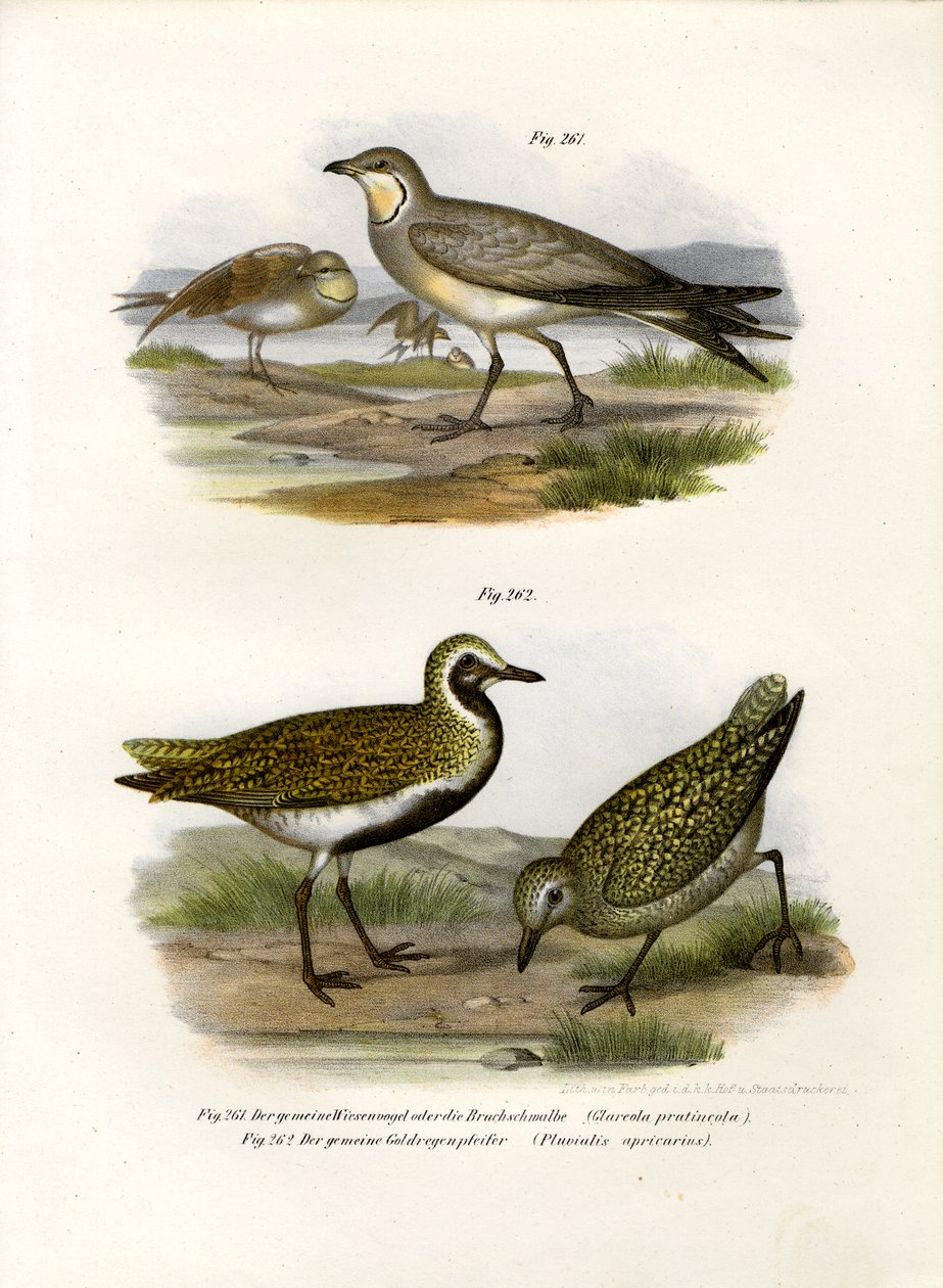 Pratincole z kołnierzem, 1864 autorstwa German School