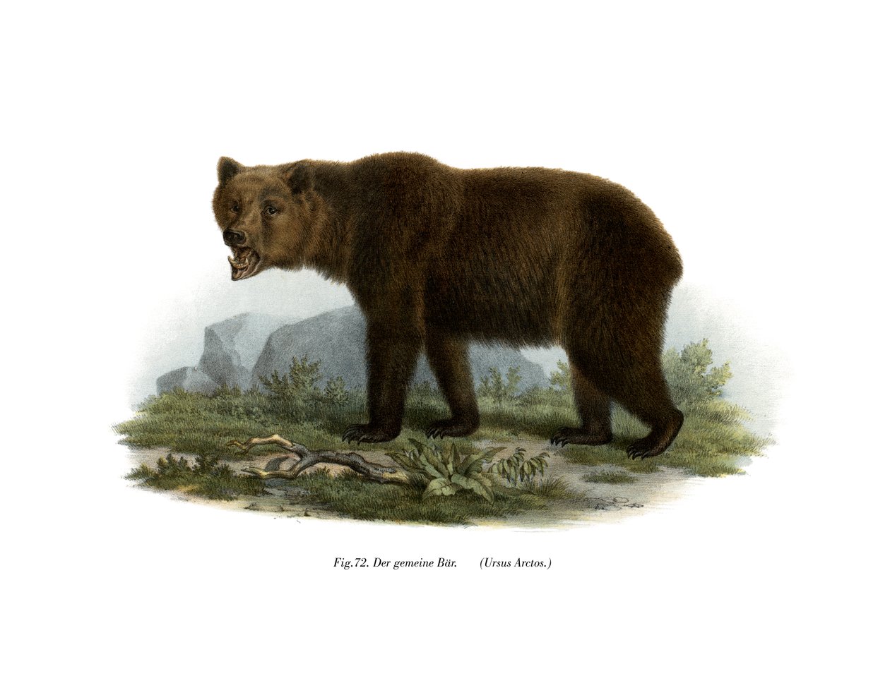 Niedźwiedź zwyczajny, 1860 autorstwa German School