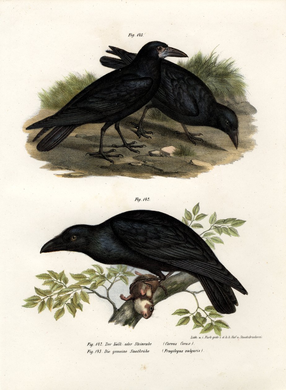 Kruk pospolity, 1864 autorstwa German School