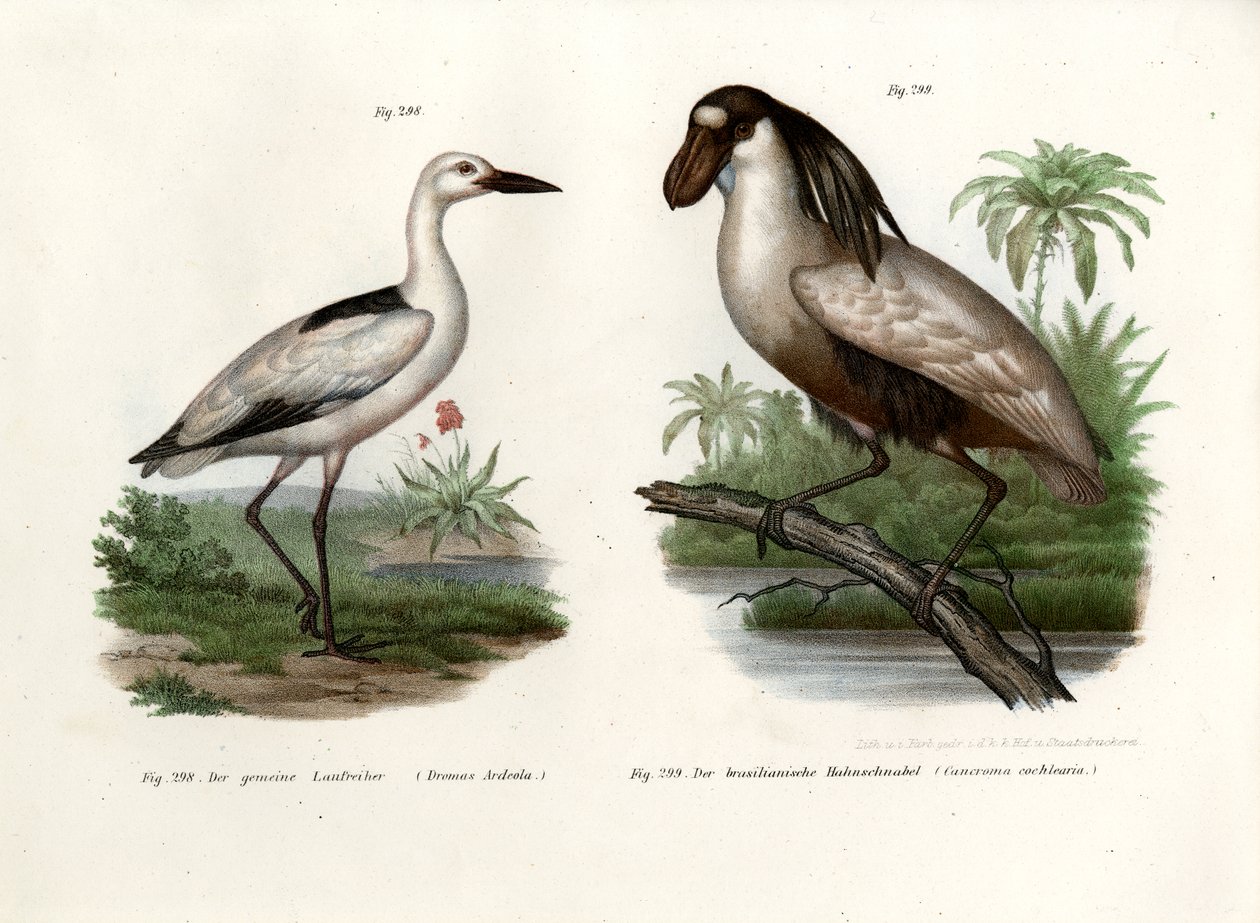 Sieweczka krabowa, 1864 autorstwa German School