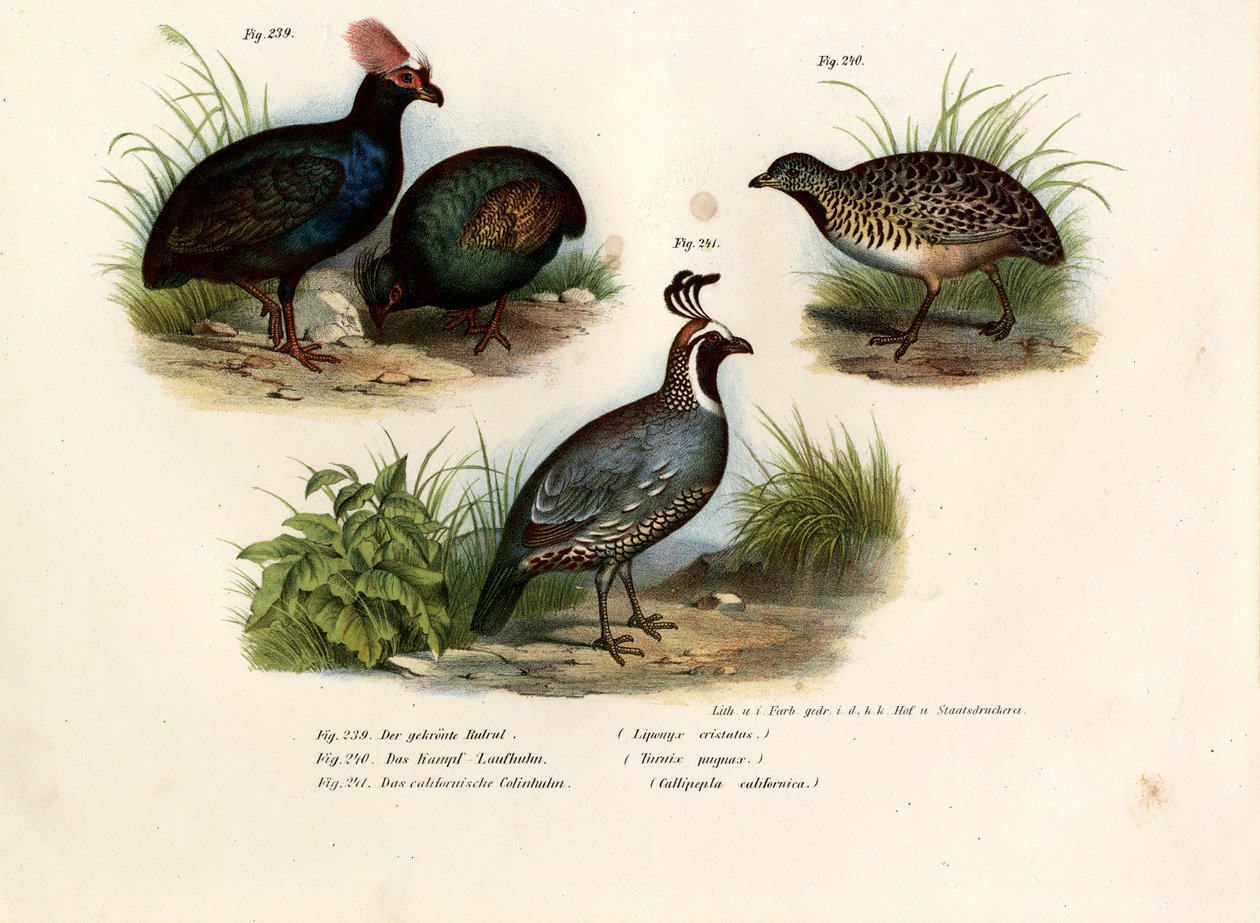Czubata Kuropatwa Drewniana, 1864 autorstwa German School