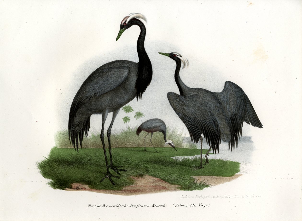 Panna Żuraw, 1864 r. autorstwa German School