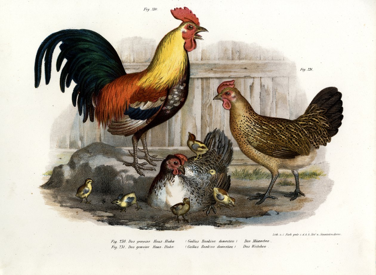 Ptactwo domowe, 1864 autorstwa German School
