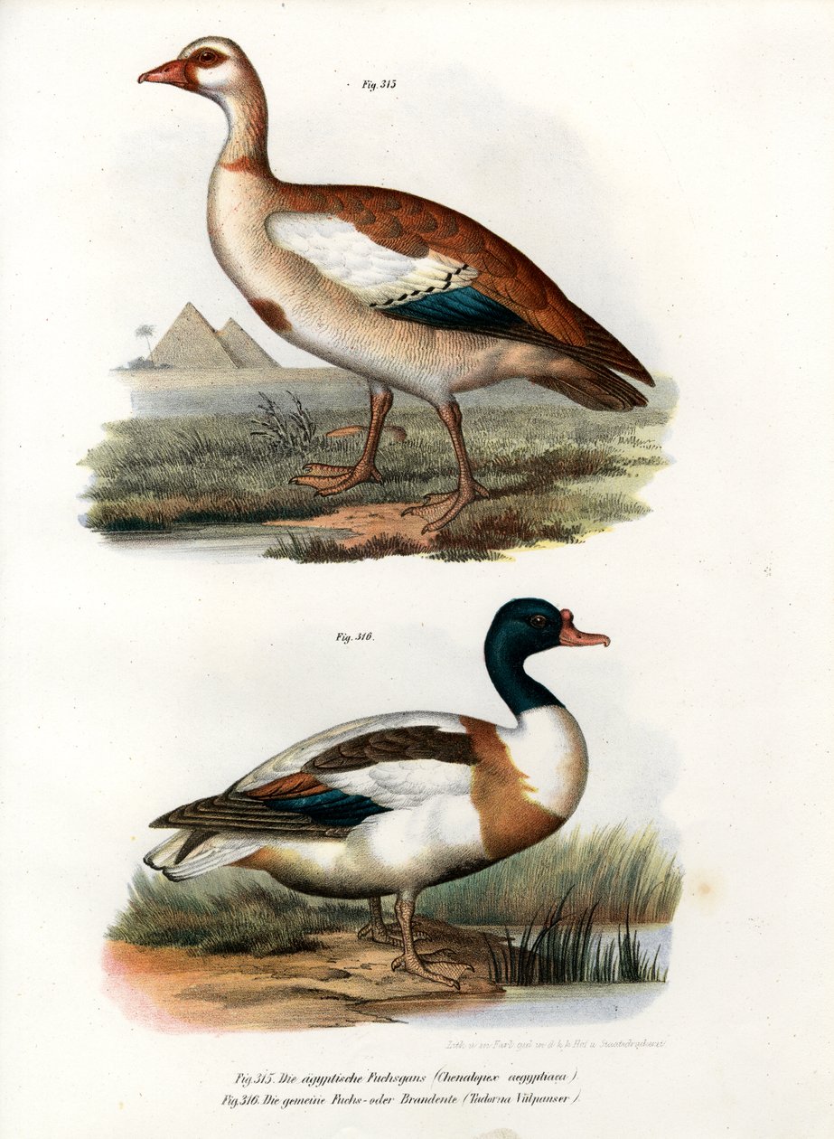 Gęś egipska, 1864 autorstwa German School