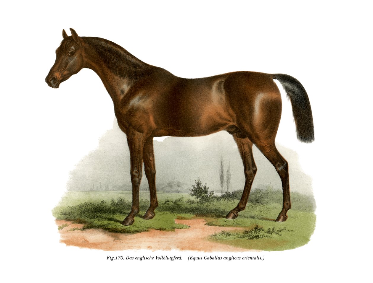 Koń pełnej krwi angielskiej, 1860 autorstwa German School