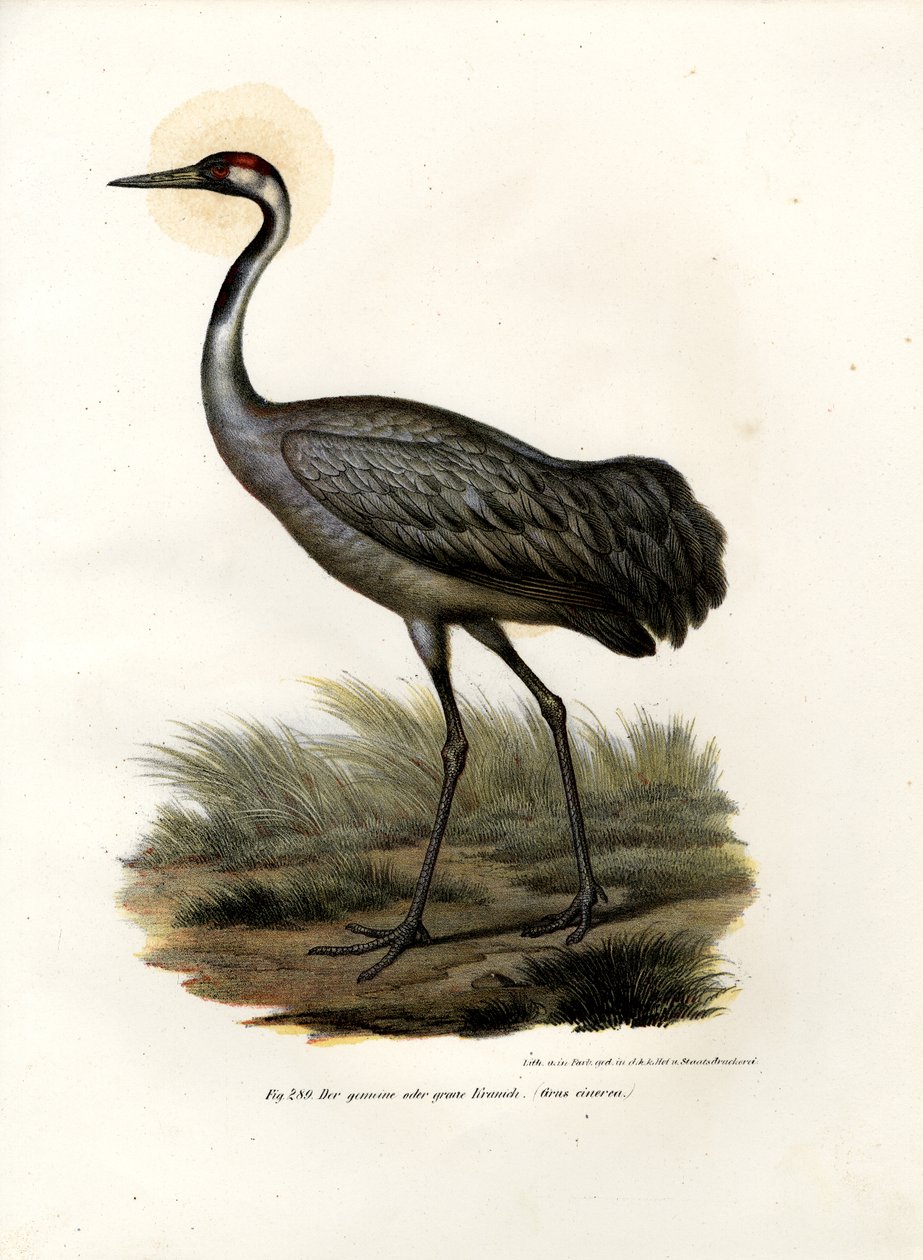 Żuraw eurazjatycki, 1864 r. autorstwa German School