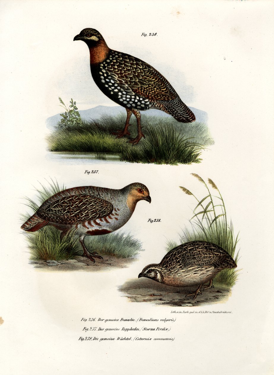 Frankolin europejski, 1864 autorstwa German School