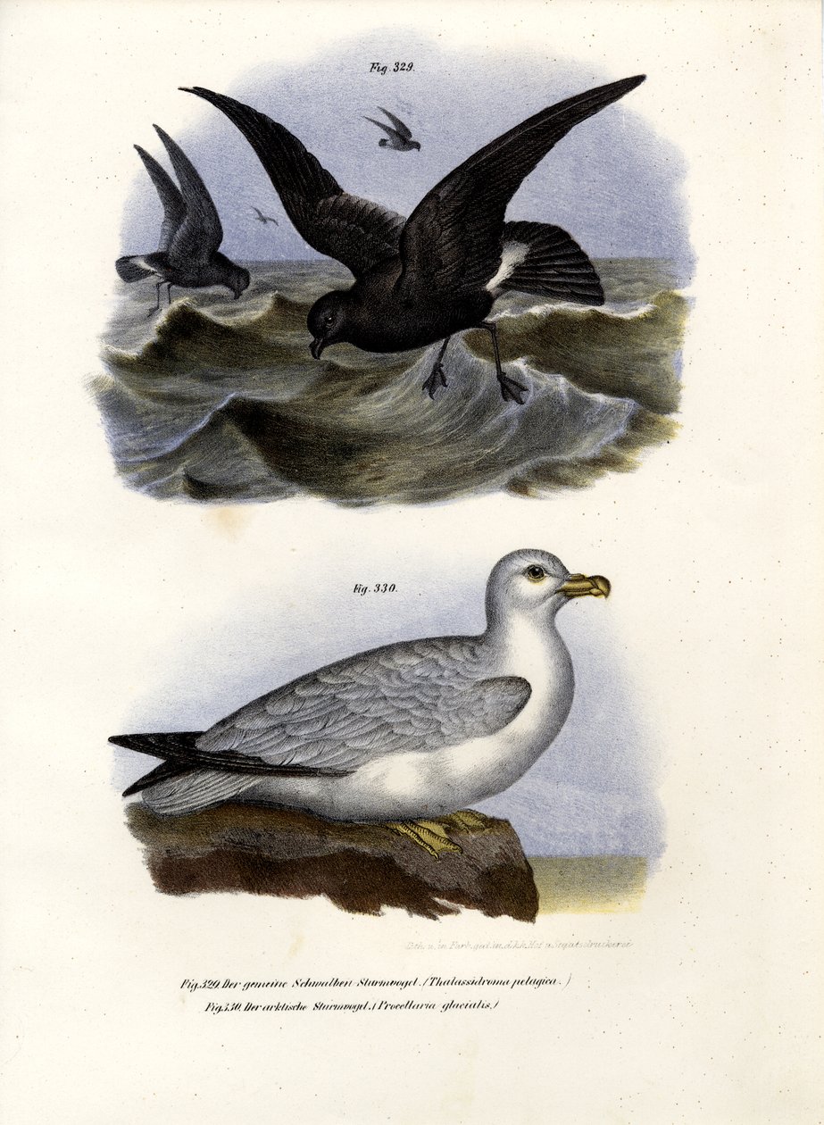 Europejski Storm-Petrel, 1864 autorstwa German School