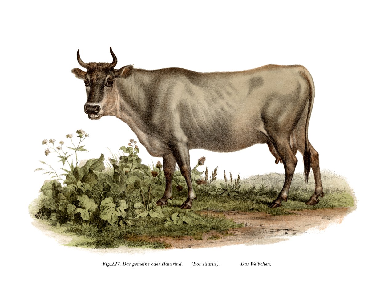 bydło europejskie, 1860 autorstwa German School