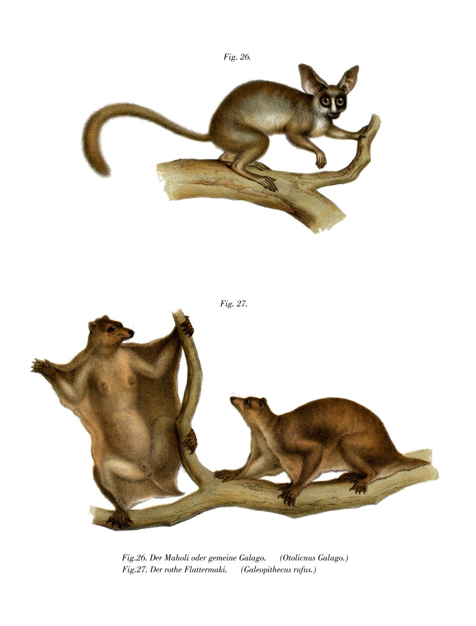 Galago, 1860 autorstwa German School