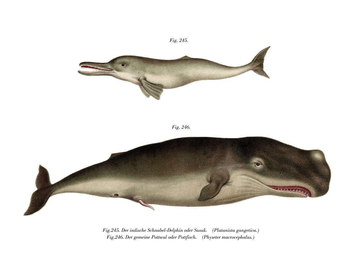 Delfin rzeki Ganges, 1860 autorstwa German School
