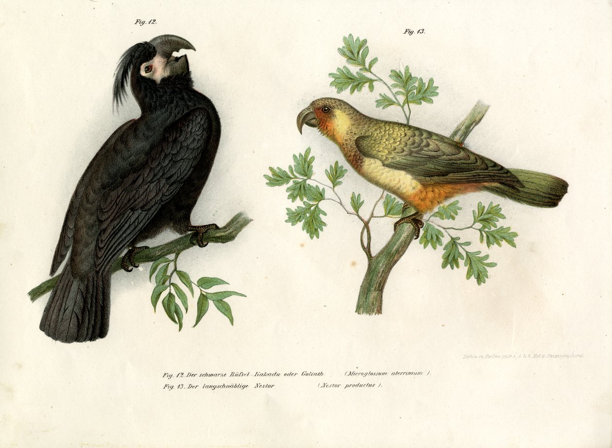 Goliat, 1864 autorstwa German School