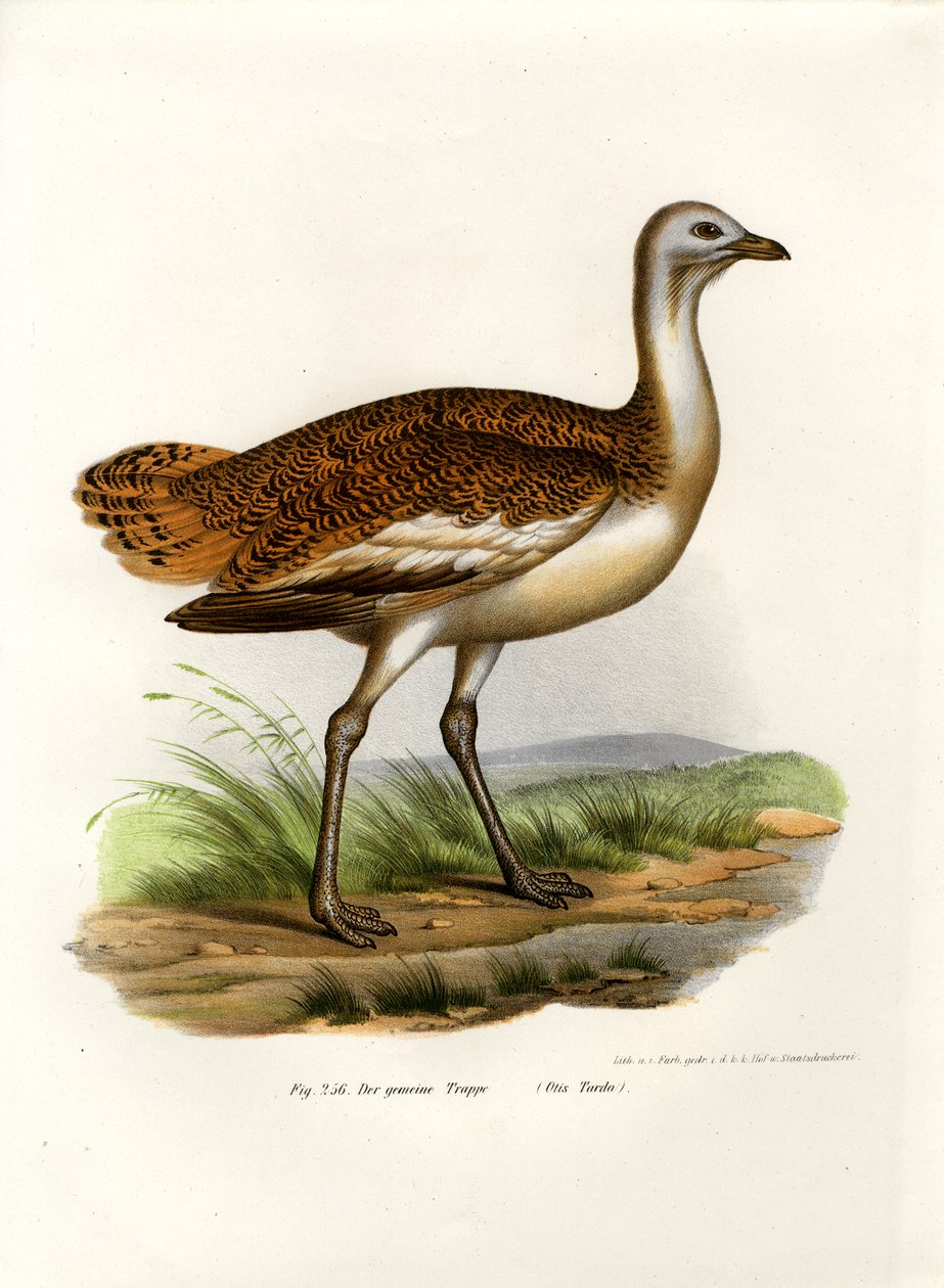 Drop, 1864 autorstwa German School