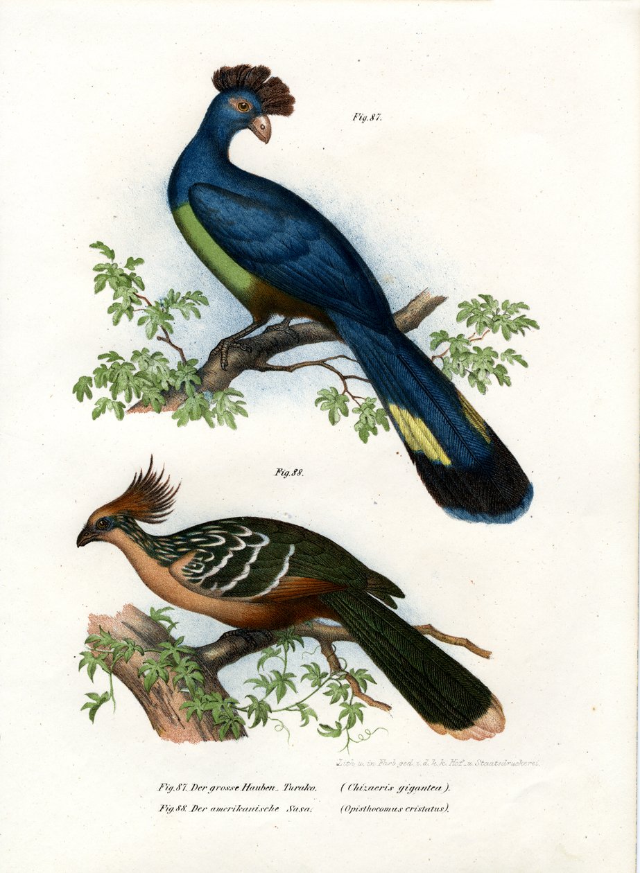 Wielki Turaco, 1864 autorstwa German School