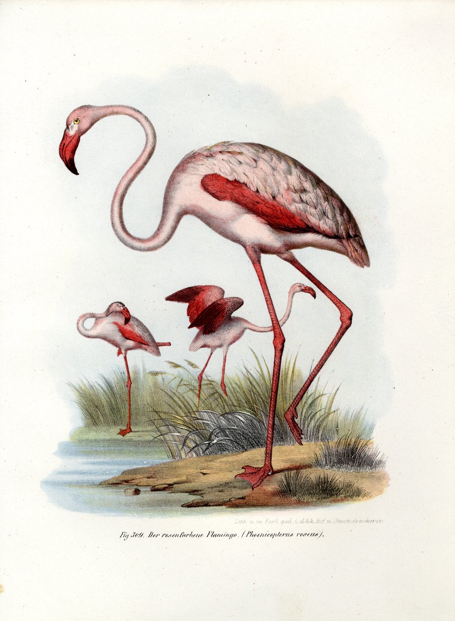 Flaming większy, 1864 autorstwa German School