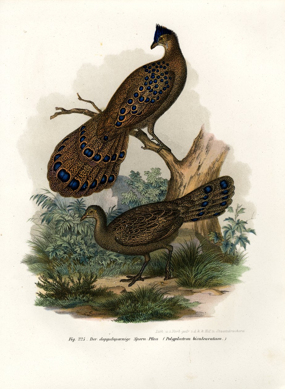 Szary Paw-Bażant, 1864 autorstwa German School