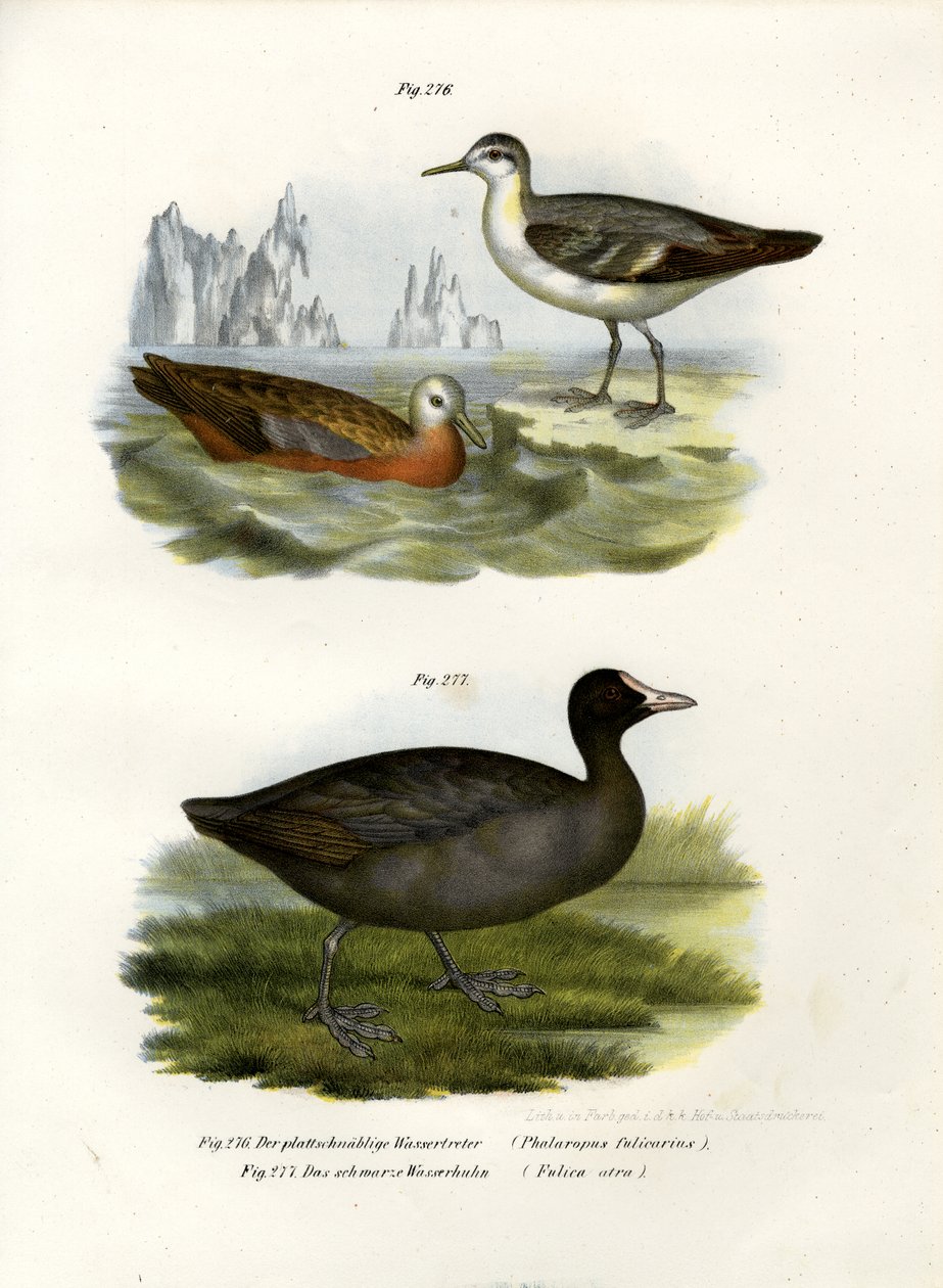 Szary falarop, 1864 autorstwa German School
