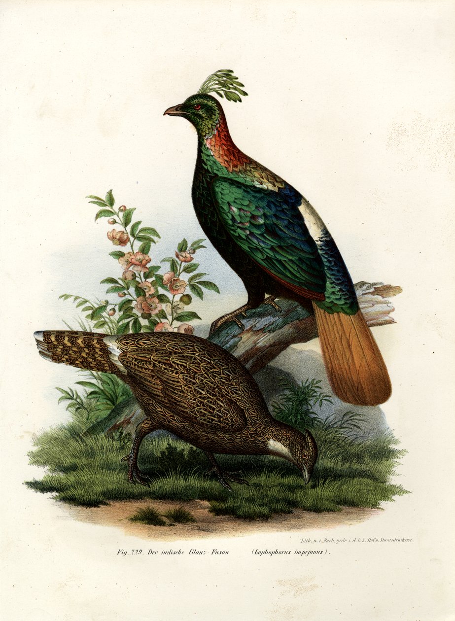 Himalajski bażant monalski, 1864 autorstwa German School