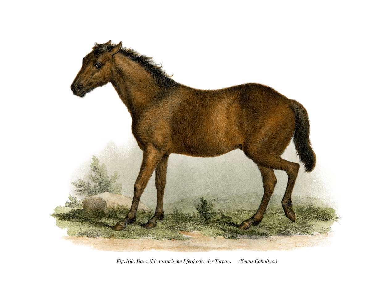 Koń, 1860 autorstwa German School