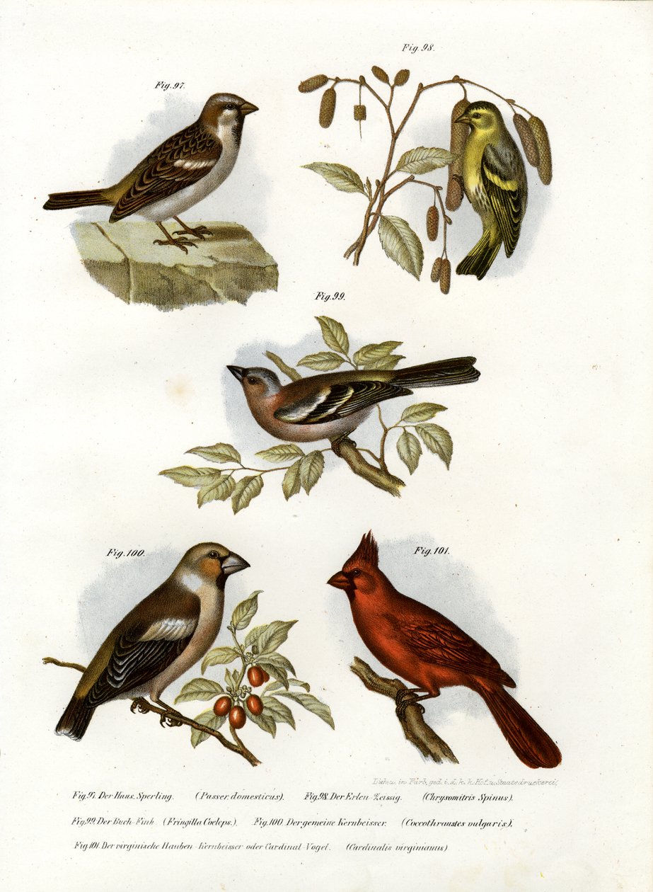 Wróbel, 1864 autorstwa German School