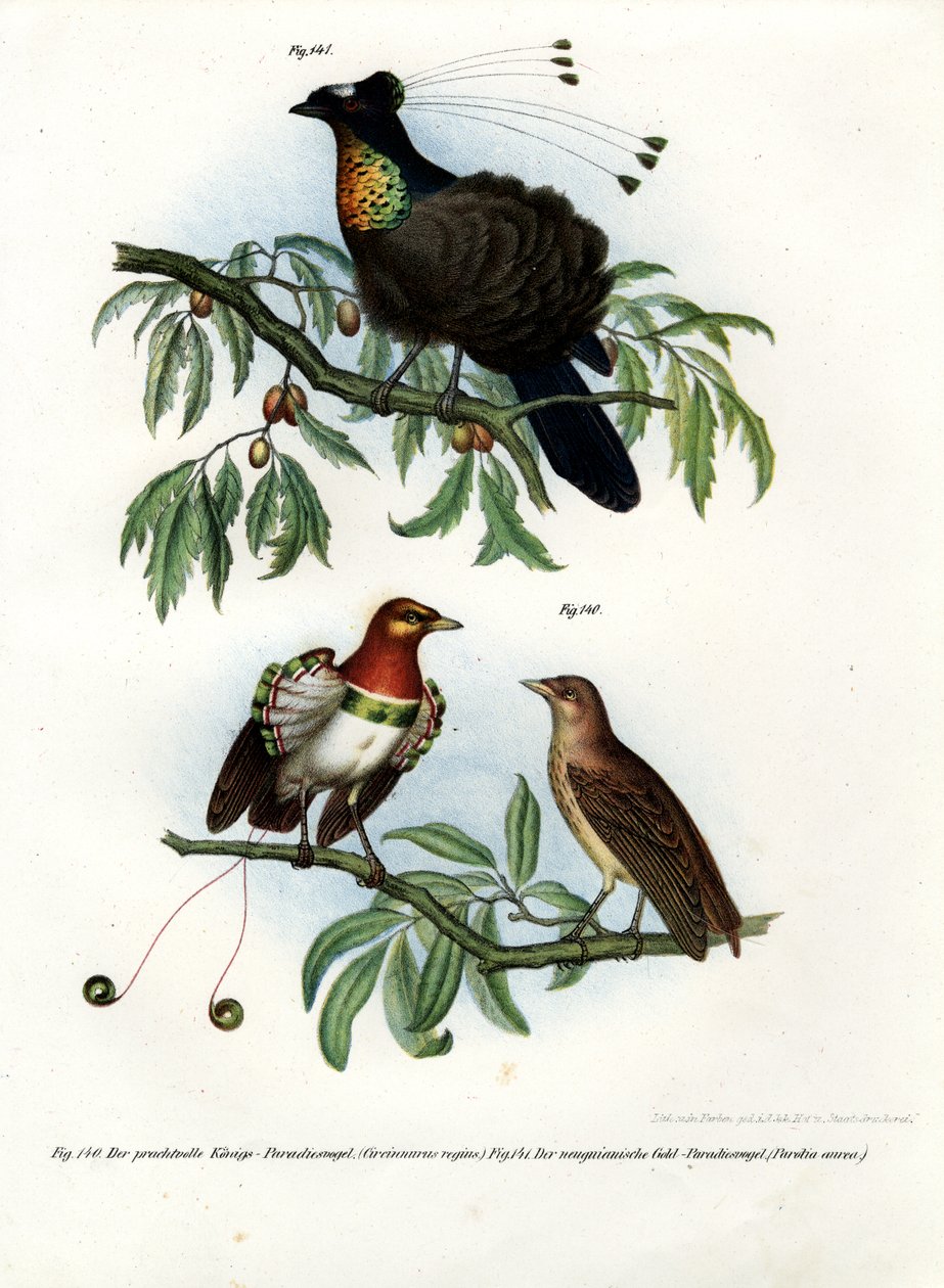 Król Rajski Ptak, 1864 autorstwa German School