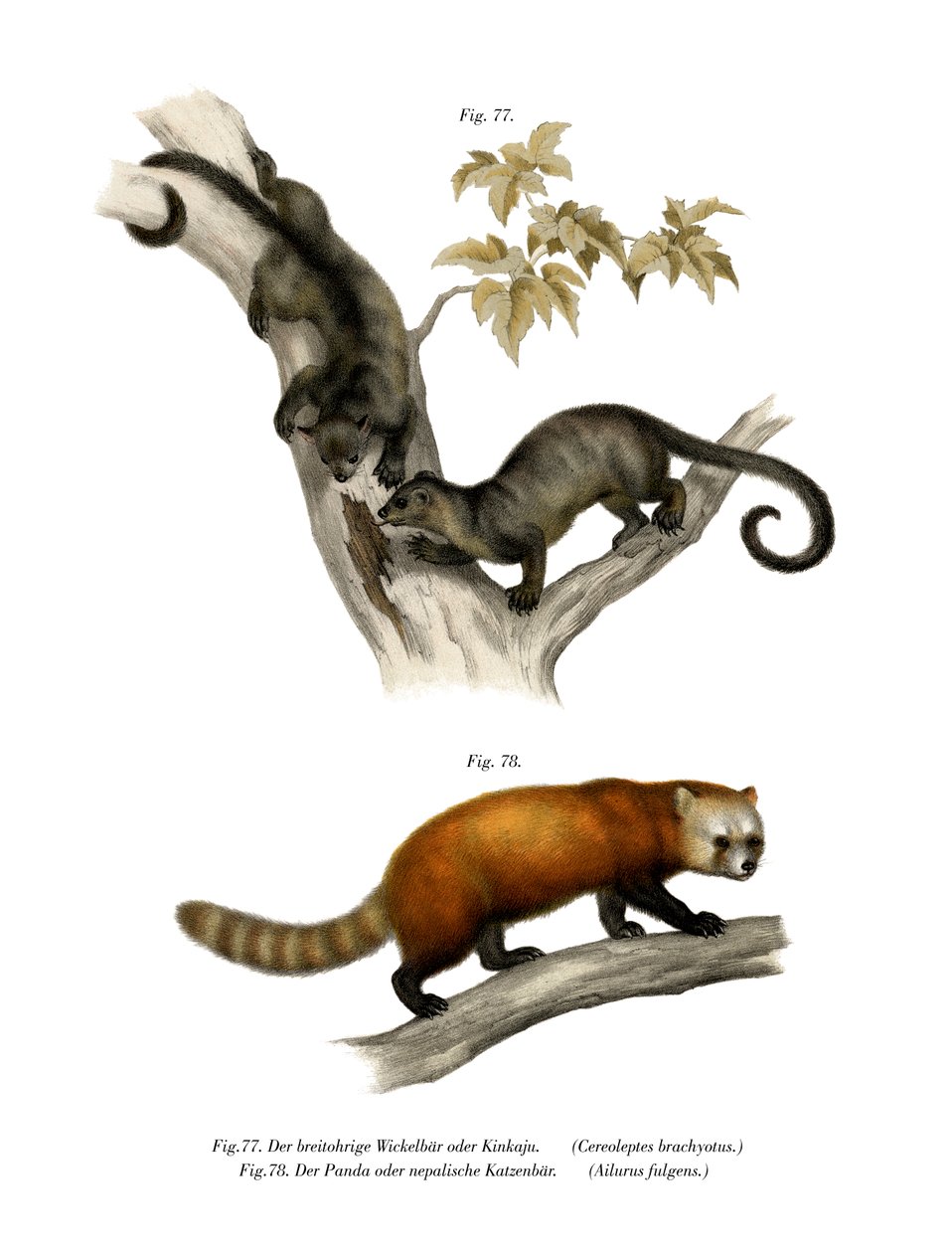 Kinkajou, 1860 autorstwa German School