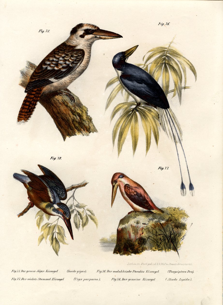 Kookaburra, 1864 autorstwa German School