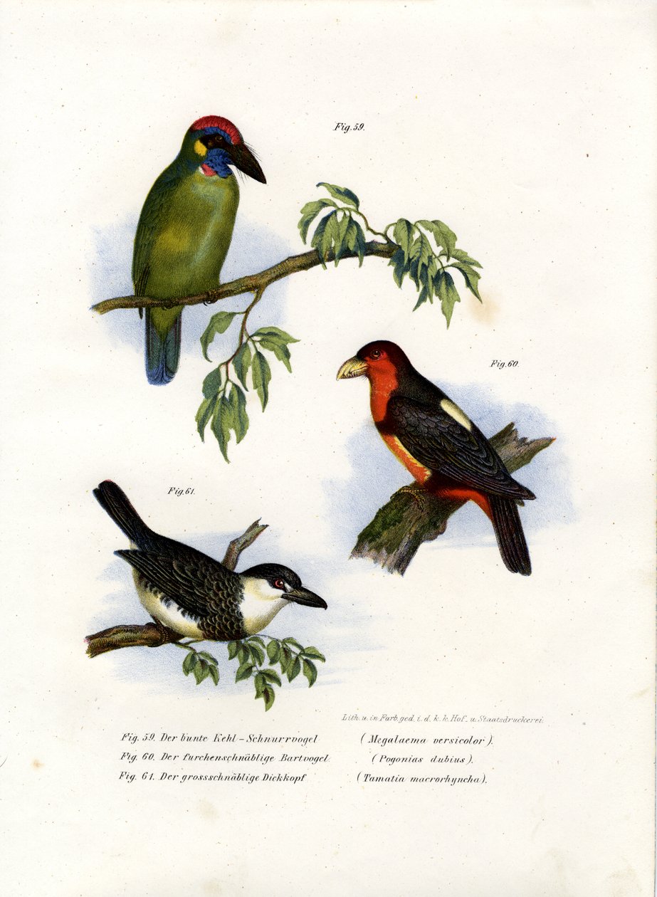 Duży zielony barbet, 1864 autorstwa German School