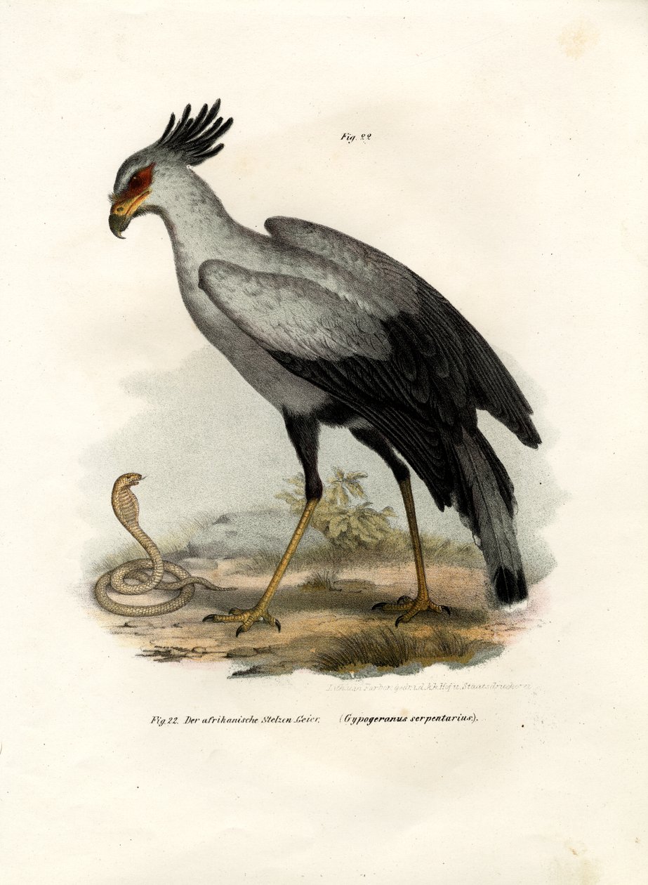 Długonogi ptak drapieżny, 1864 autorstwa German School