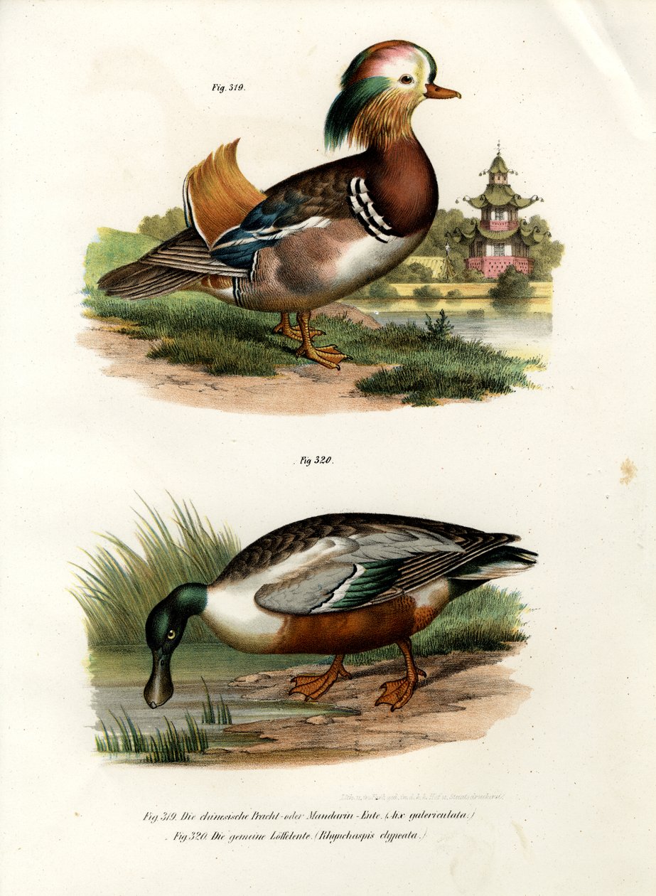 Kaczka mandarynka, 1864 autorstwa German School