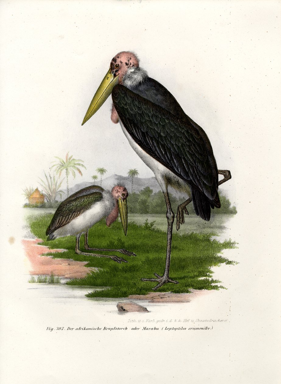 Marabut, 1864 autorstwa German School