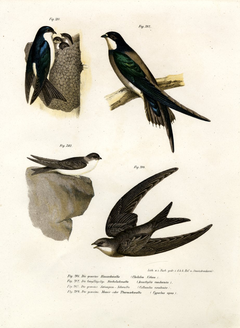 Marcin, 1864 r. autorstwa German School