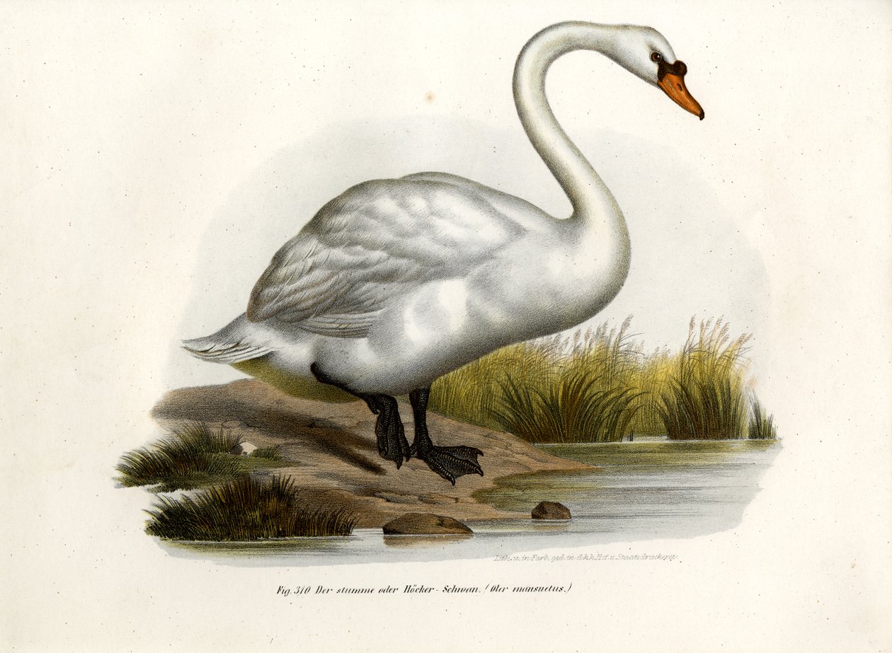 Łabędź Niemy, 1864 autorstwa German School