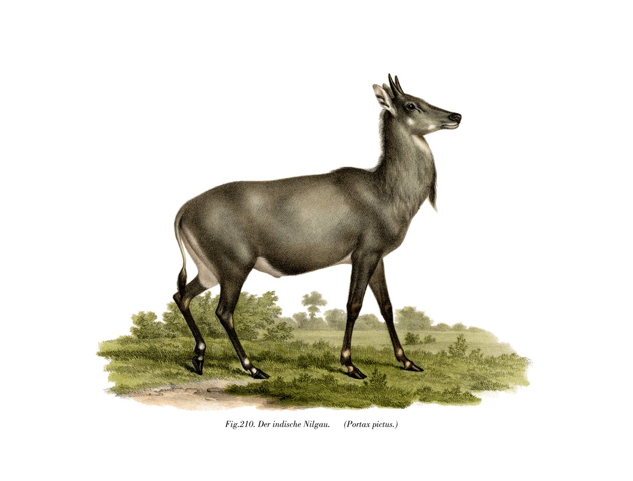 Nilgai, 1860 r autorstwa German School