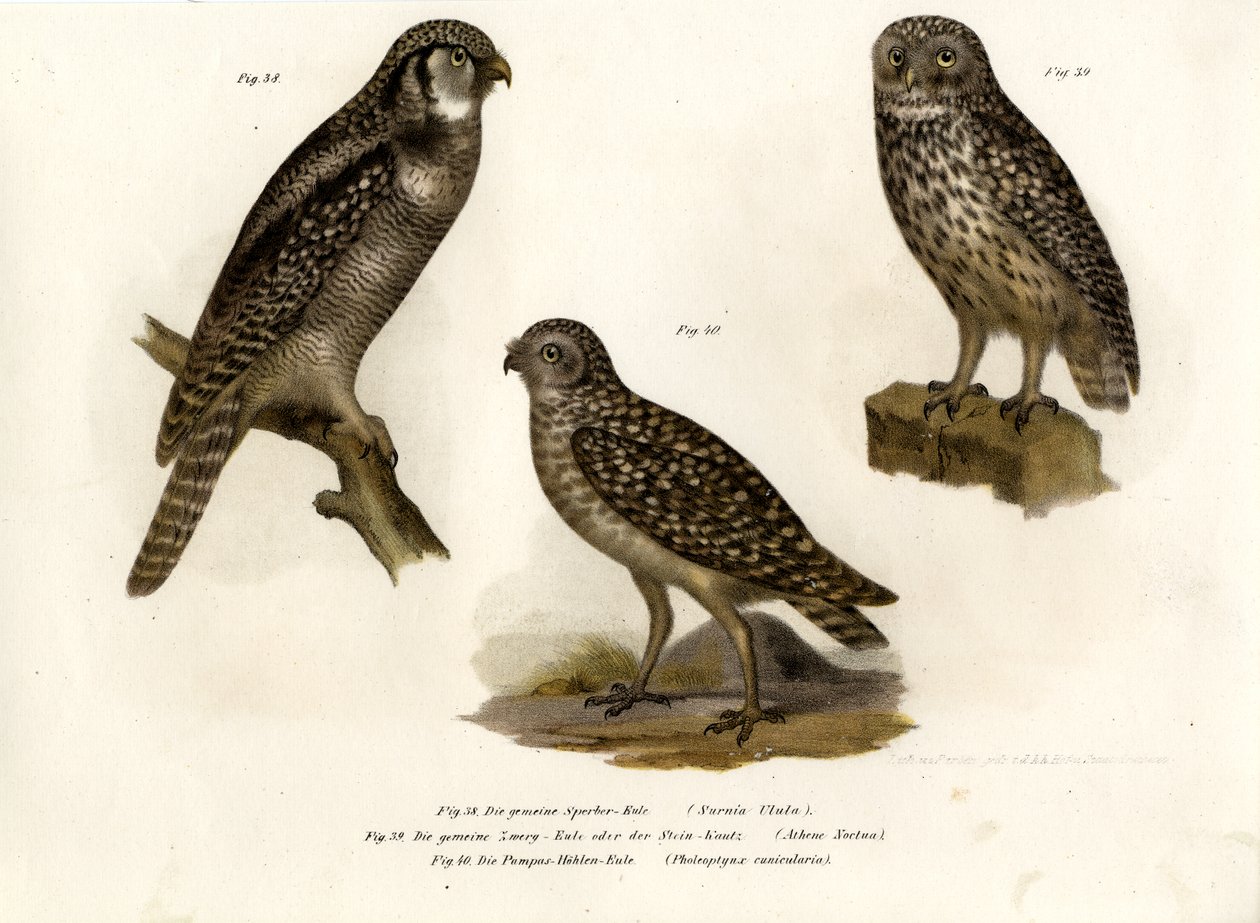 Sowa jastrzębia północna, 1864 autorstwa German School