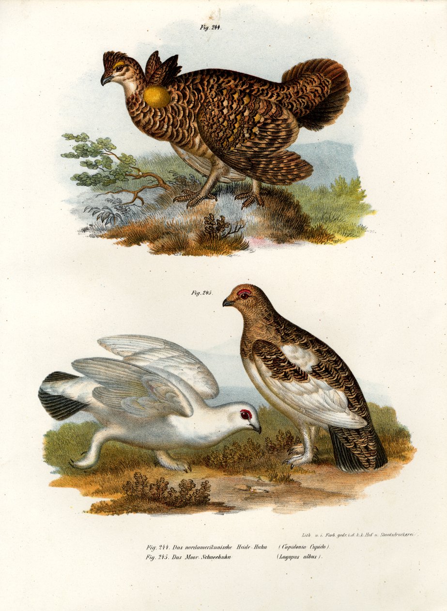 Cietrzew pierzasty, 1864 autorstwa German School