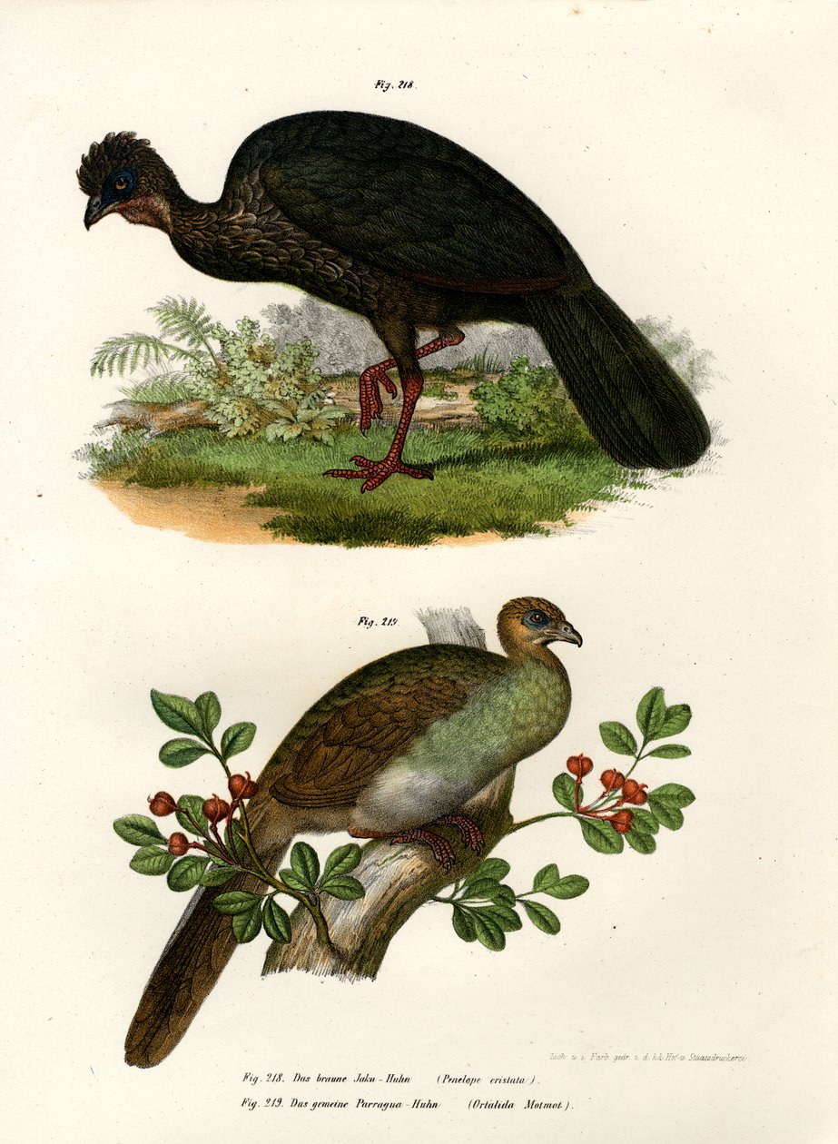 Purple Guan, 1864 autorstwa German School