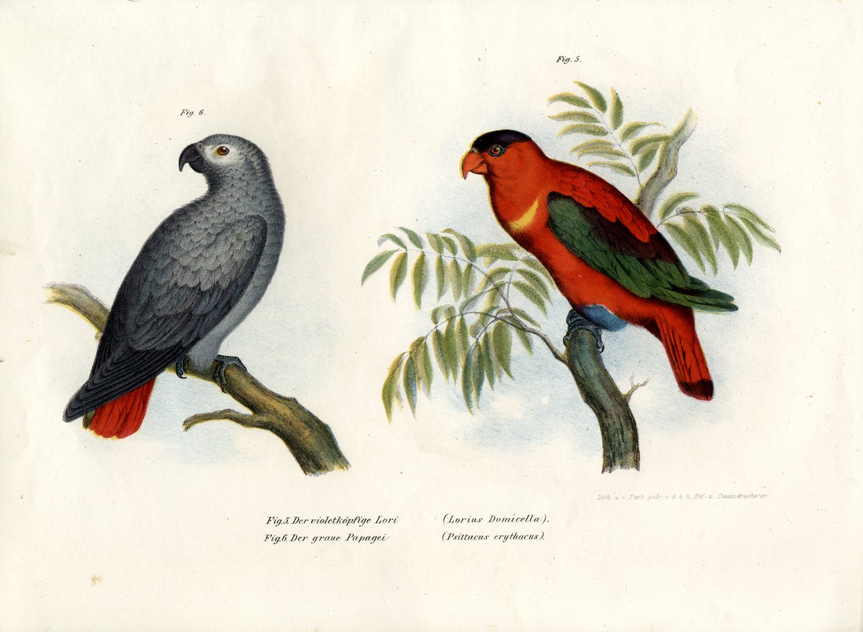 Fioletowowłosa Lory, 1864 autorstwa German School