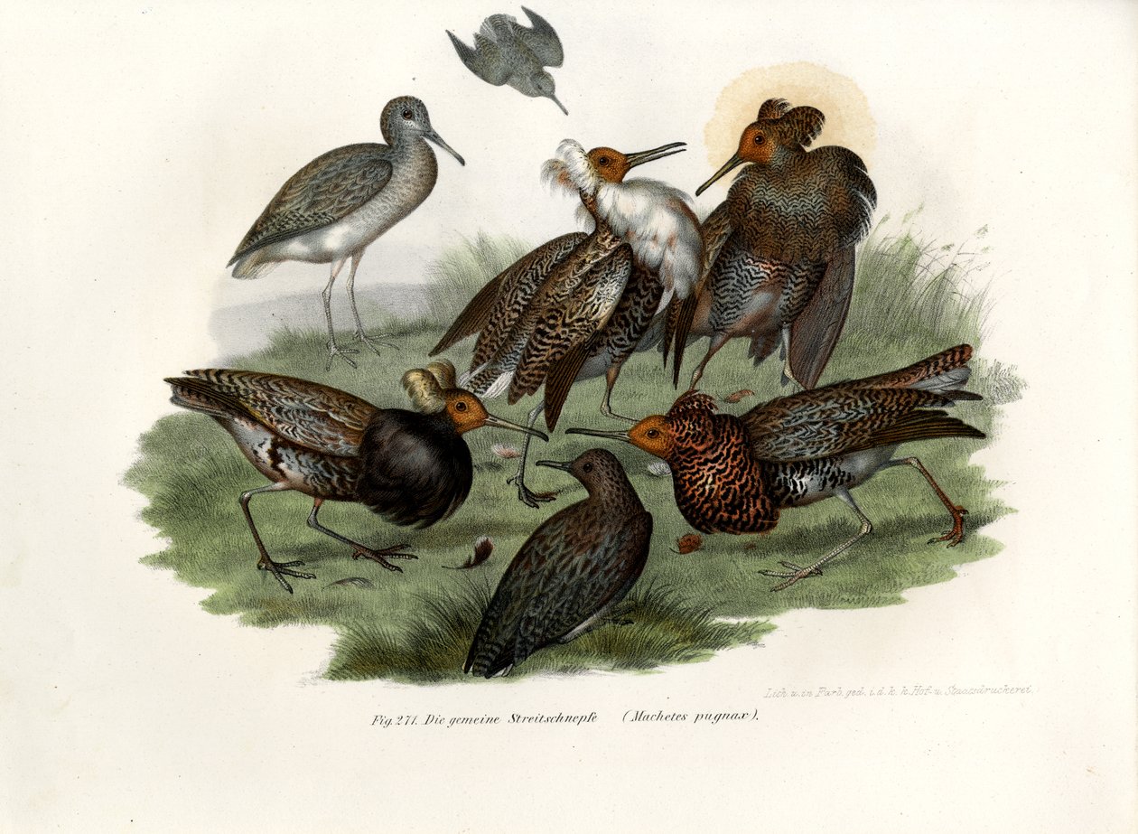 batalion, 1864 autorstwa German School